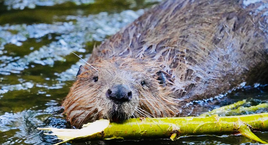 Wild USA Nieuw 1 Wild USA Nieuw 1